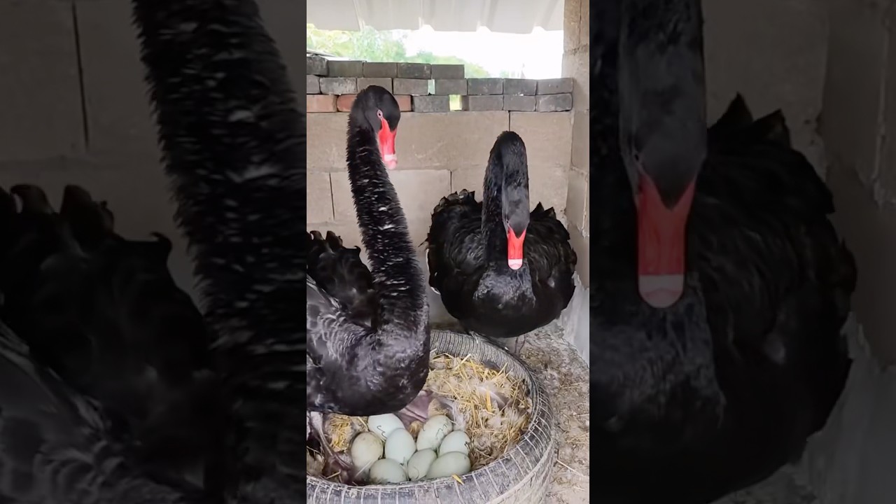 The Secret of the Black Swan.#animal #swan