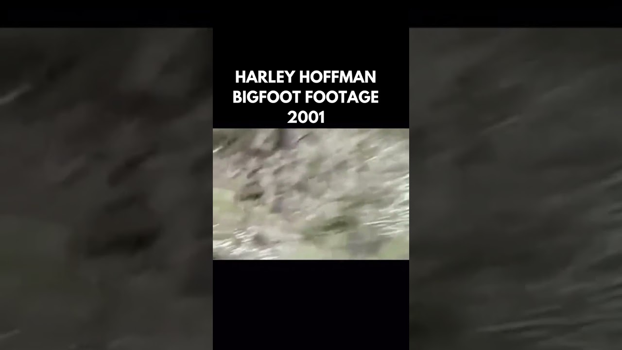 Bigfoot footage from Harley Hoffman, circa 2001
