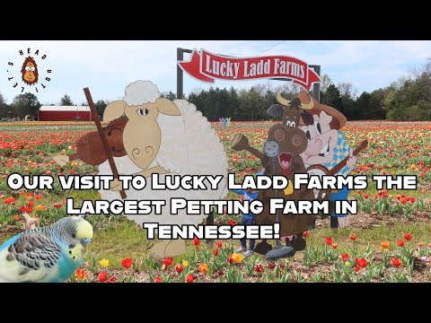 Our visit to Lucky Ladd Farms the Largest Petting Farm in Tennessee!