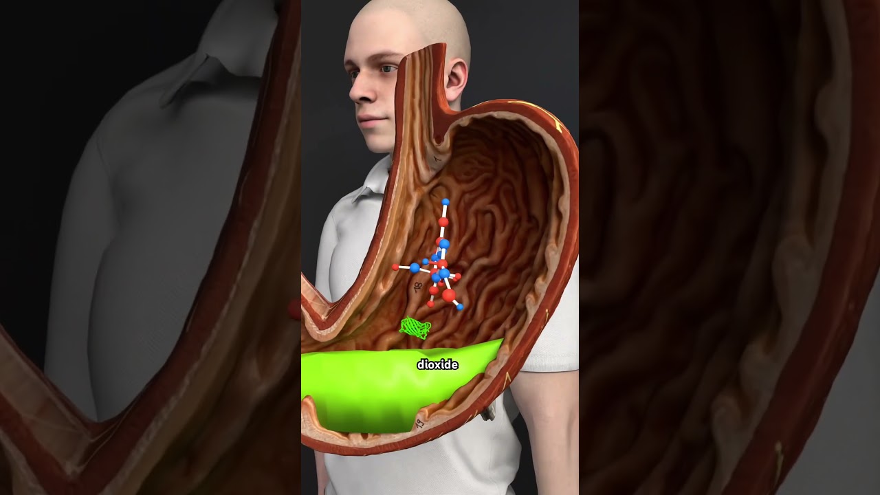 How Does The Body Burn Fat3d #health#FatBurning  #BurnFat  #HowFatBurns  #FatLossProcess  #Fat