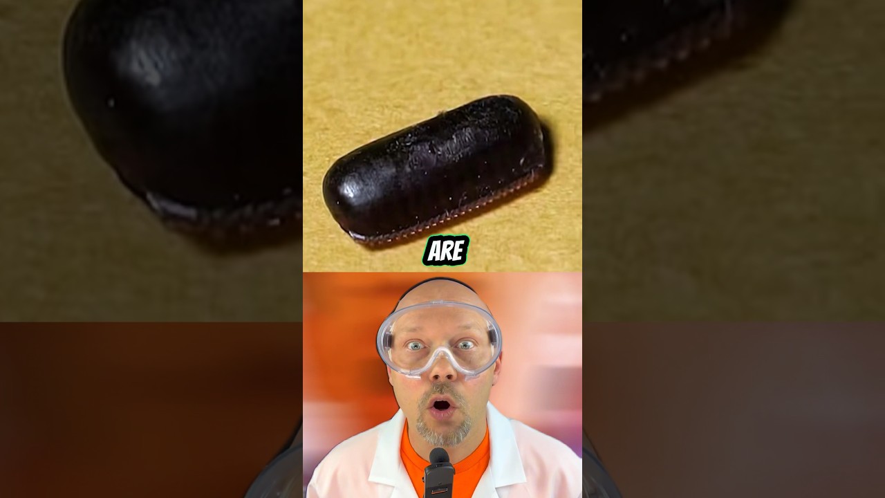 Cockroach eggs