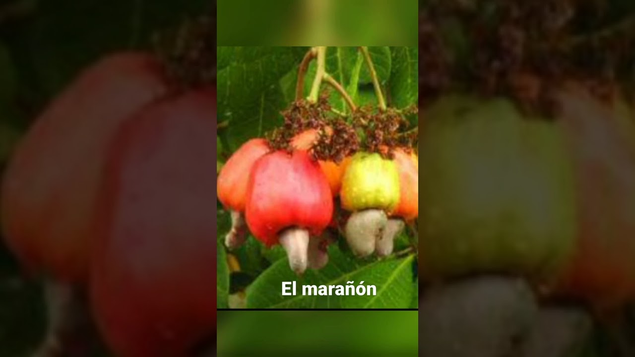 El MARAÑÓN