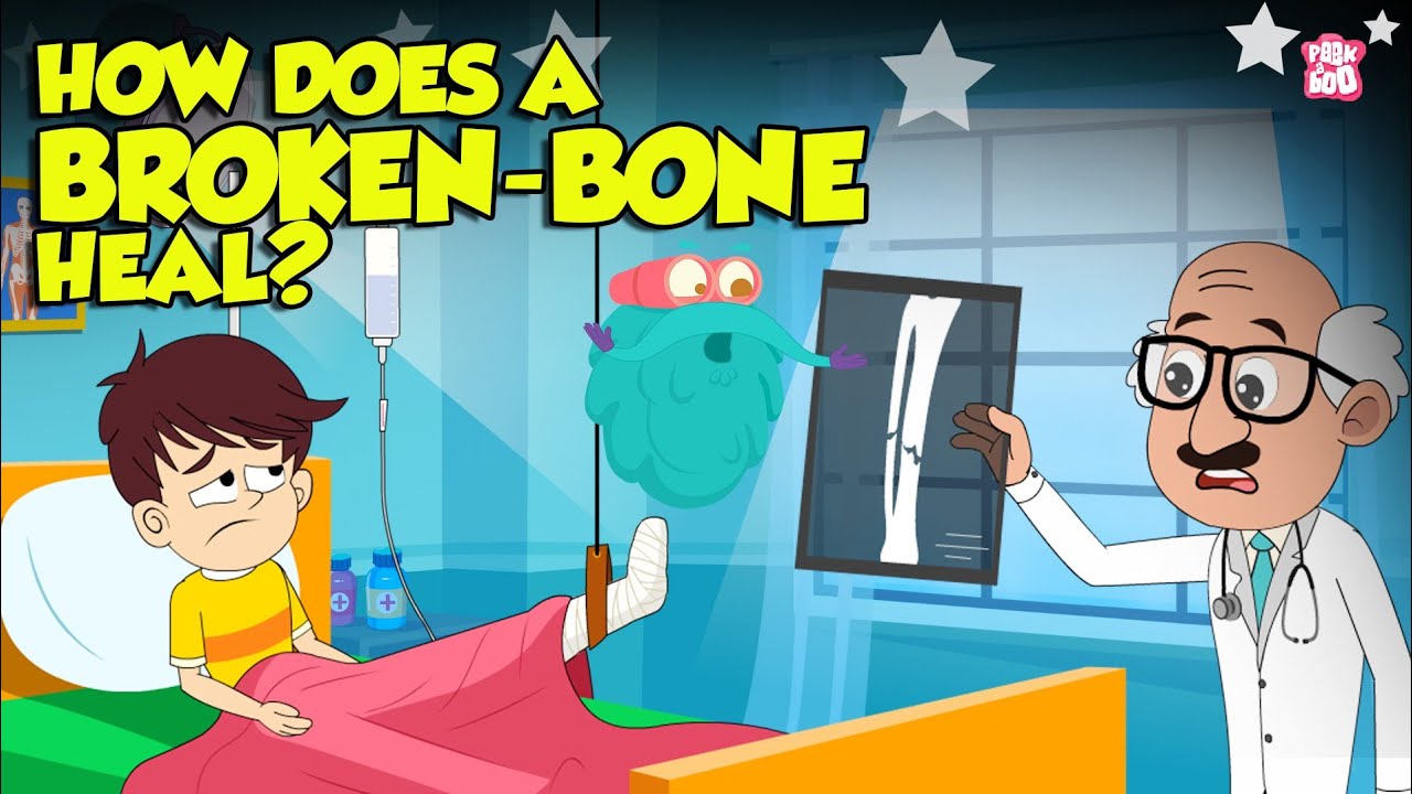 How Bone Fractures Heal? | How Does a Broken Bone Heal? | Process of Bone Healing | Dr. Binocs Show