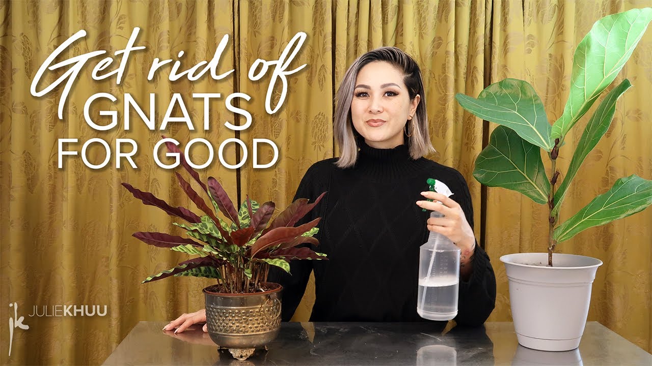 How to Get Rid of Gnats Indoors (Save the plants! Take back our homes!)