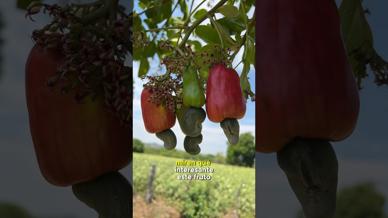 El famoso #marañon es una #fruta del #campo hay muchos #cultivos de #marañones en el #sur #honduras