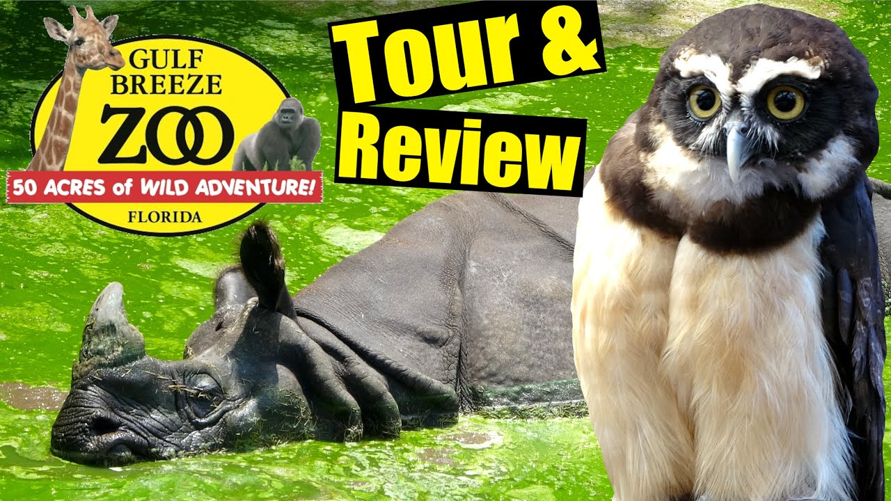 Gulf Breeze Zoo Tour & Review with The Legend